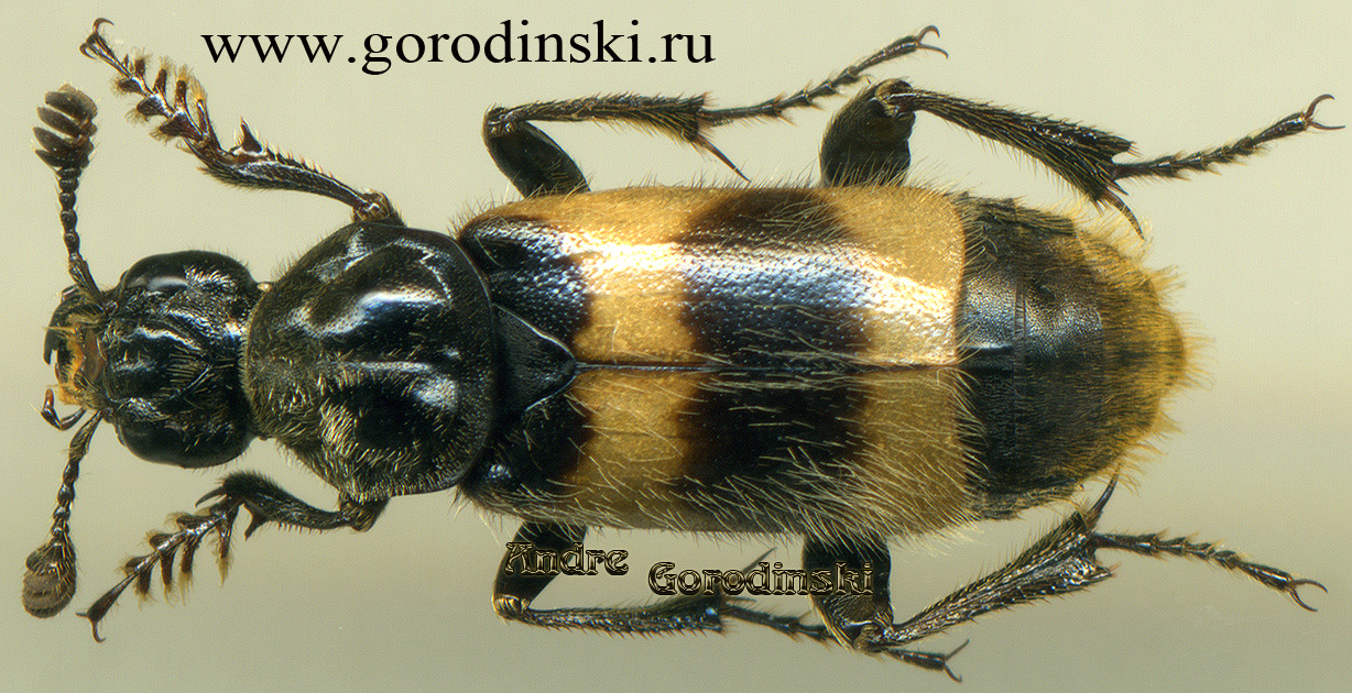 http://www.gorodinski.ru/silphidae/Nicrophorus smefarka.jpg
